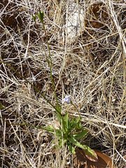 Wahlenbergia insulae-howei