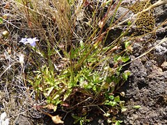 Wahlenbergia insulae-howei