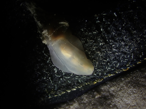 Lobe Shell, Bouches-du-Rhône, Provence-Alpes-Côte d'Azur, FR, photo 7 of 10