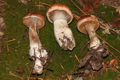 Cortinarius laniger