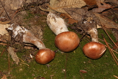 Cortinarius laniger