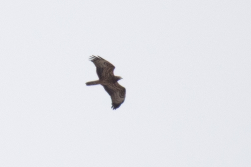 European Honey-buzzard