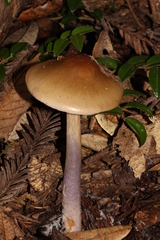 Cortinarius collinitus