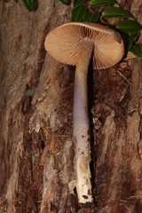 Cortinarius collinitus