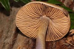 Cortinarius collinitus
