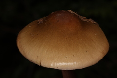 Cortinarius collinitus