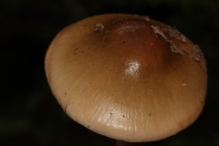 Cortinarius collinitus