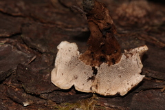 Phellodon tomentosus