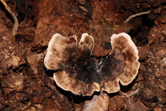 Phellodon tomentosus
