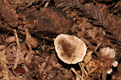 Phellodon tomentosus