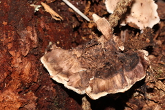 Phellodon tomentosus