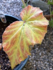 Begonia × tuberhybrida