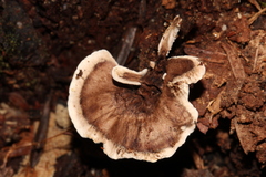 Phellodon tomentosus