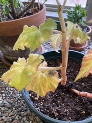 Begonia × tuberhybrida
