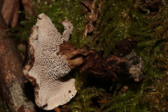 Phellodon tomentosus