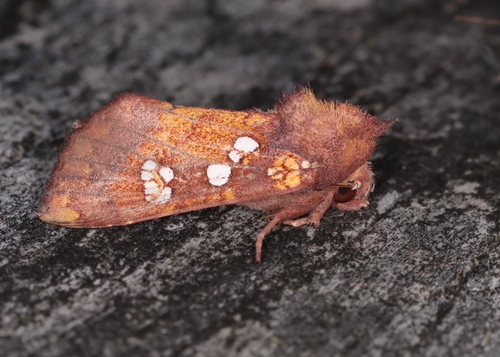 Dogbane Stem Borer Moth photo 5