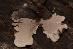Phellodon tomentosus