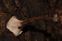 Phellodon tomentosus