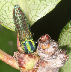 Agrilaxia