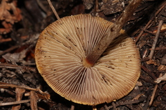 Hypholoma marginatum image