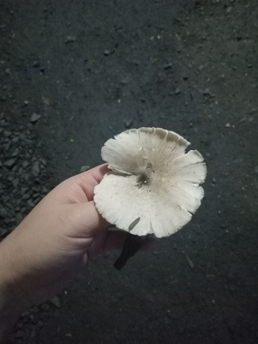 Termitomyces microcarpus
