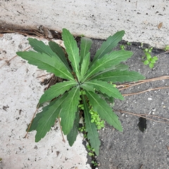 Erigeron sumatrensis