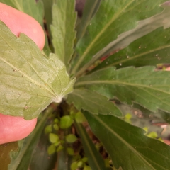 Erigeron sumatrensis