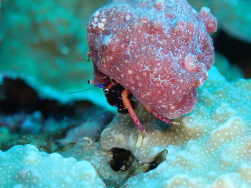 Calcinus haigae observed 2025-06-04