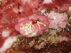 シダラミギキキヨコバサミ