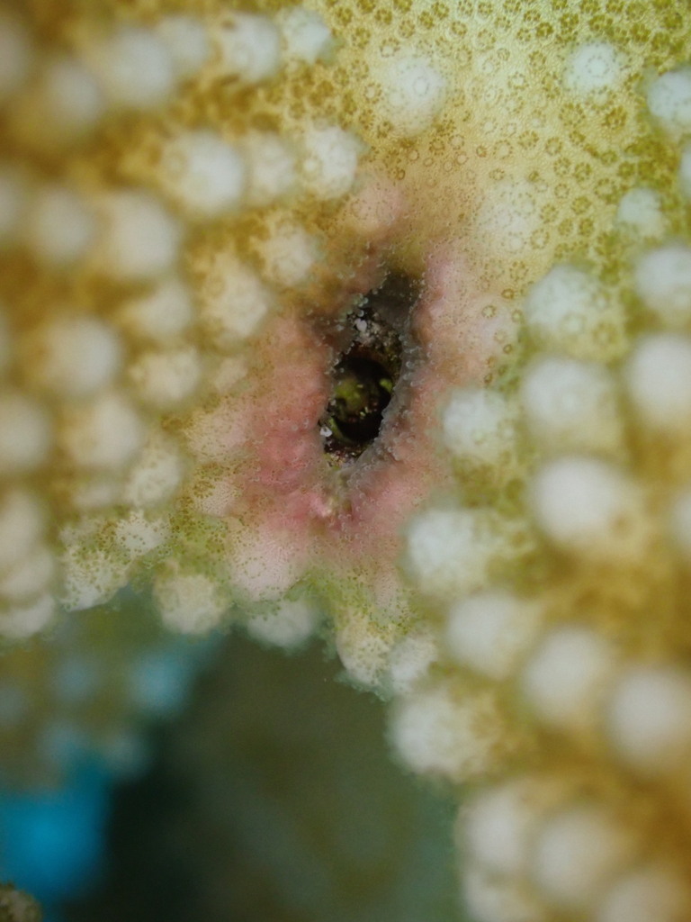Kahe Point crab