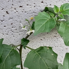 Solanum nigrum