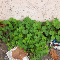 Oxalis corniculata