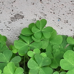 Oxalis corniculata