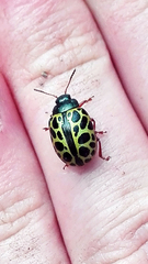 Calligrapha polyspila