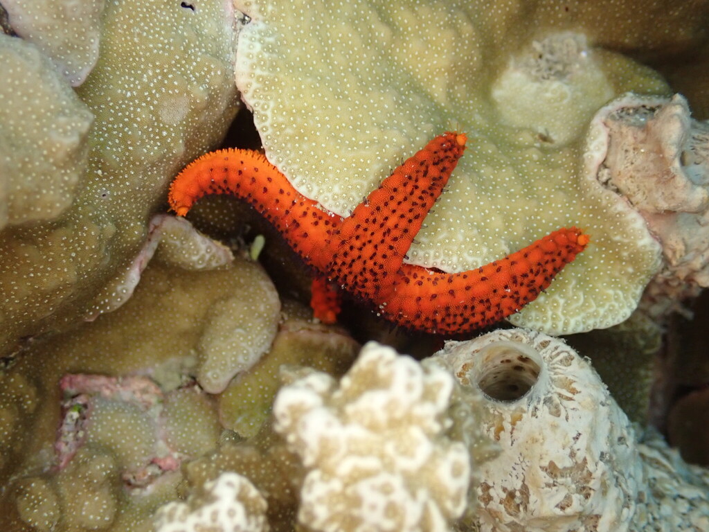 Red Sea Star