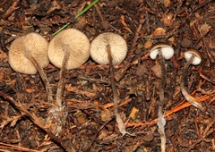 Myochromella boudieri
