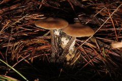 Myochromella boudieri