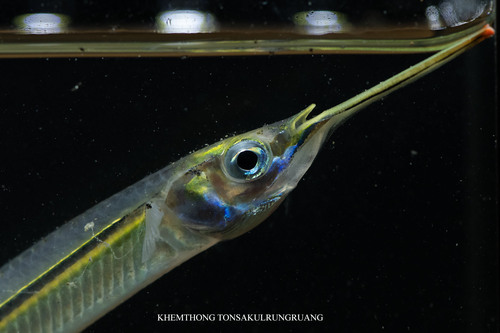Hyporhamphus limbatus observed 2025-09-26