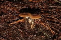 Myochromella boudieri