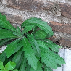 Erigeron sumatrensis