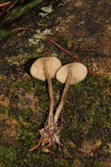 Myochromella boudieri