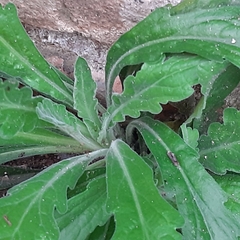 Erigeron sumatrensis