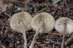 Myochromella boudieri