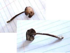 Myochromella boudieri