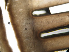 Myochromella boudieri