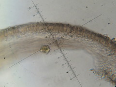 Myochromella boudieri