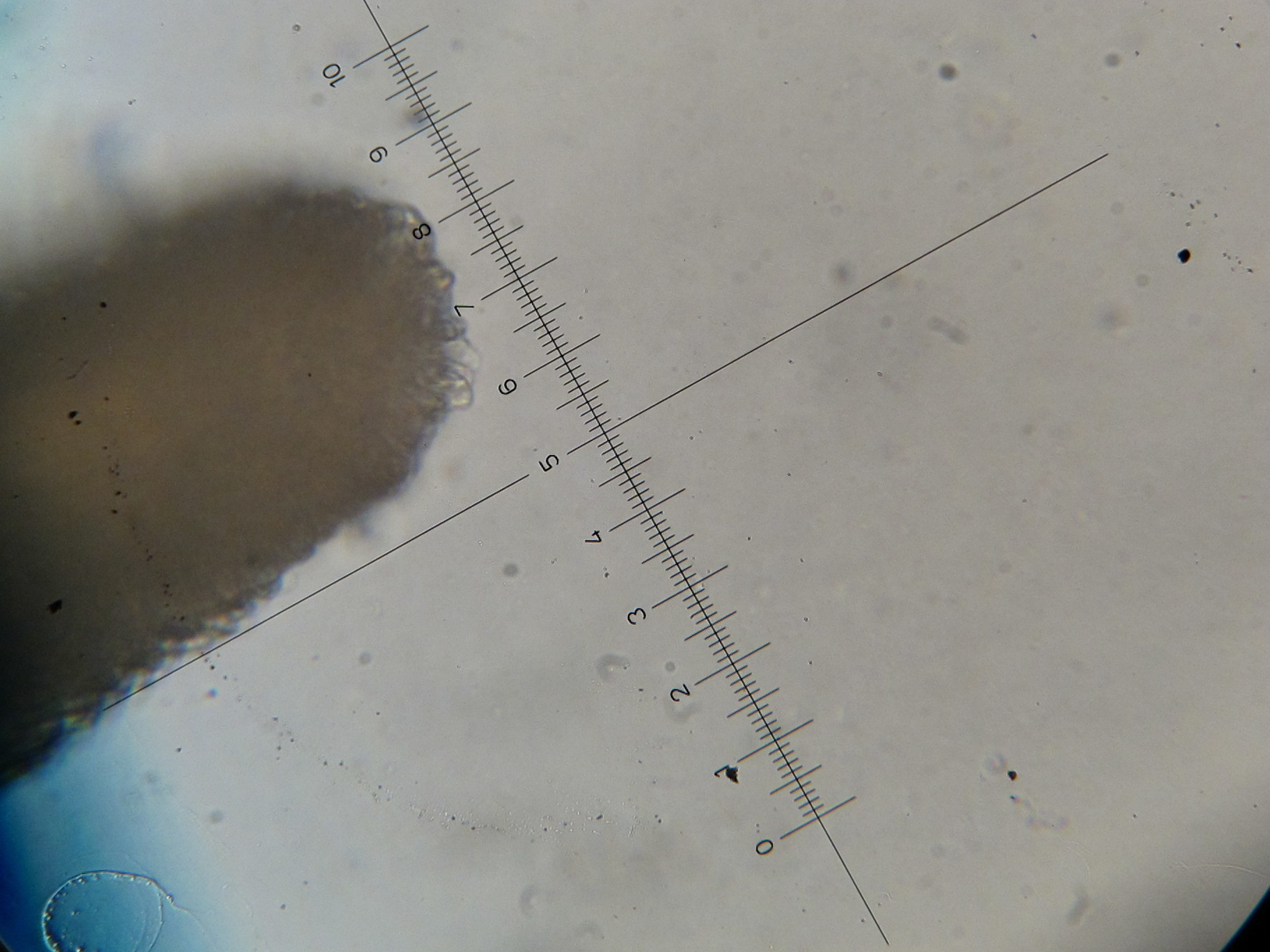 Tephrocybe boudieri image
