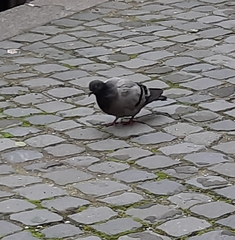 Columba livia domestica