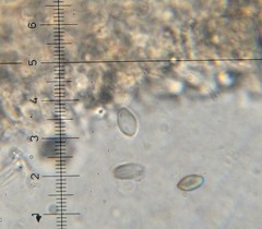 Myochromella boudieri