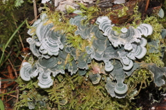 Arrhenieae